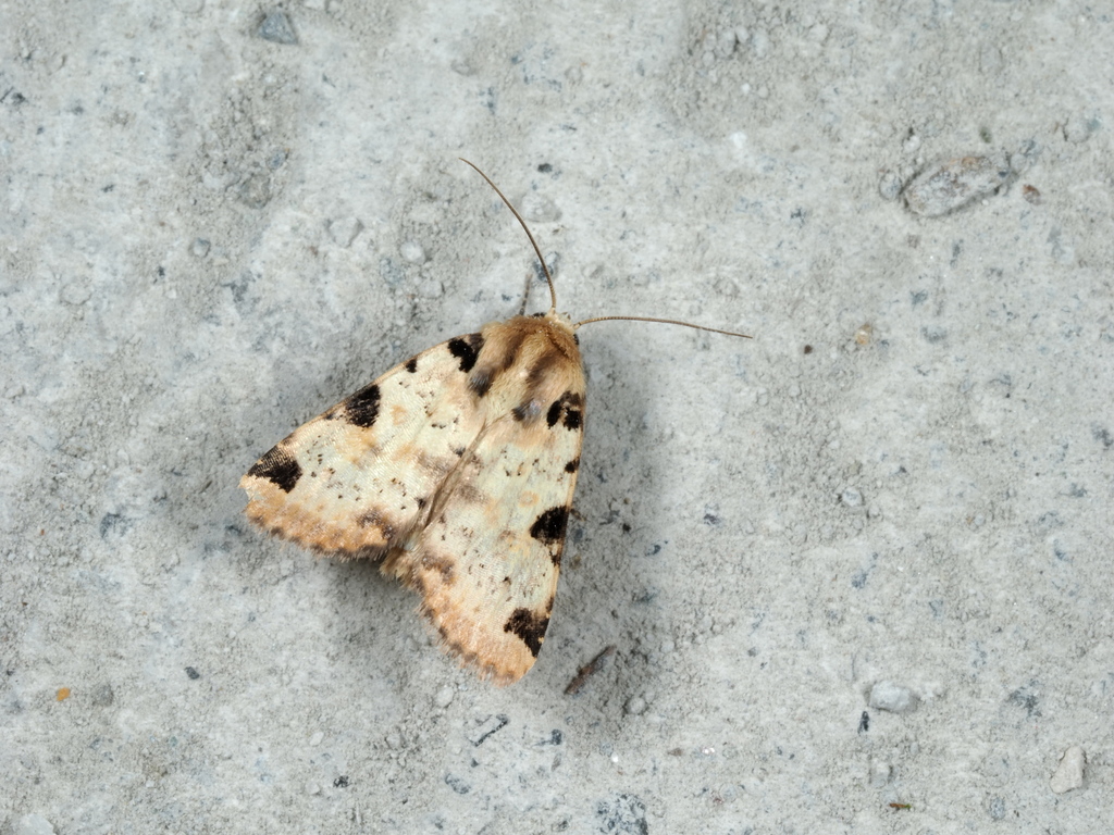Cosmia poecila