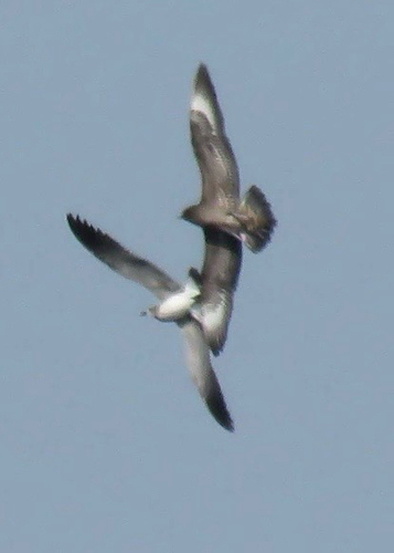 iNaturalist image
