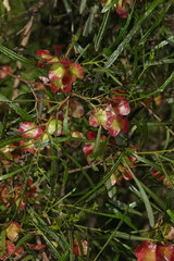 Dodonaea viscosa angustissima