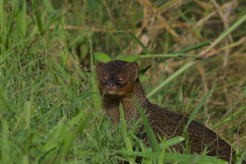 Herpestes javanicus observed 2026-10-12