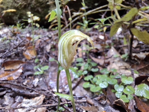 Pterostylis trullifolia observed 2026-10-12