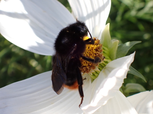 Hill Cuckoo Bumble bee photo 3
