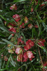 Dodonaea viscosa angustissima