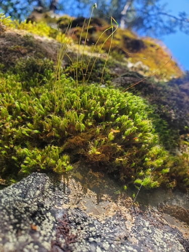 Leptostomum inclinans observed 2026-10-12