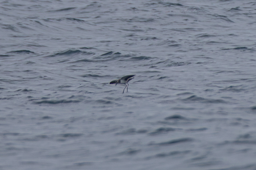 iNaturalist image