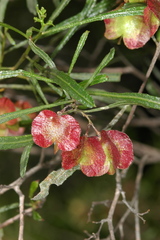 Dodonaea viscosa angustissima