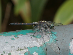 Onychothemis testacea