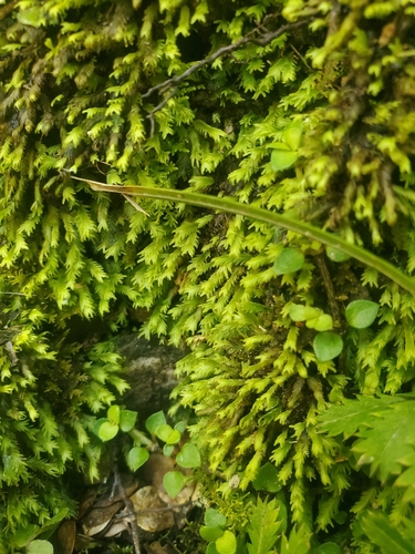 Fissidens asplenioides observed 2026-10-12