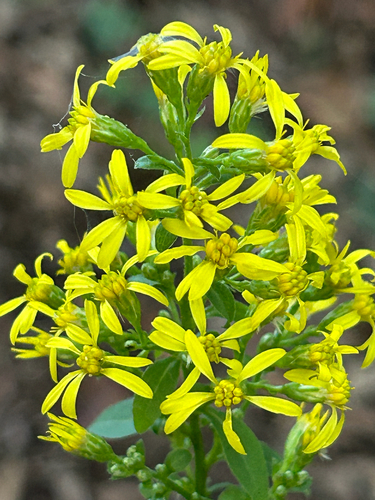 European goldenrod
