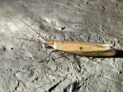 Ypsolopha unicipunctella