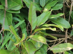 Parsonsia alboflavescens