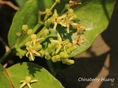 Parsonsia alboflavescens