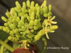 Parsonsia alboflavescens