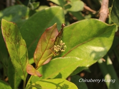 Parsonsia alboflavescens