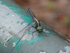 Onychothemis testacea