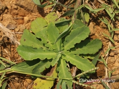 Crepidiastrum lanceolatum