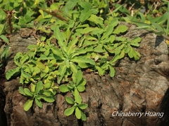 Crepidiastrum lanceolatum