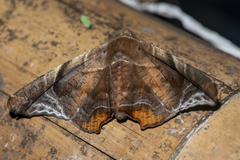 Episparis tortuosalis