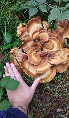 Giant Polypore