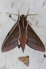 Theretra pallicosta