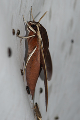 Theretra pallicosta