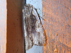 Lithophane hemina