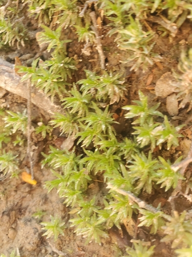 Atrichum androgynum observed 2026-10-12