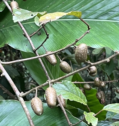 Actinidia callosa observed 2026-10-11