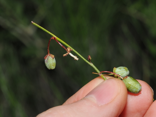 Sauropus observed 2026-10-04