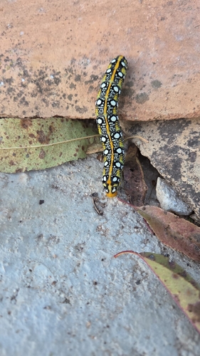 Leafy Spurge Hawkmoth