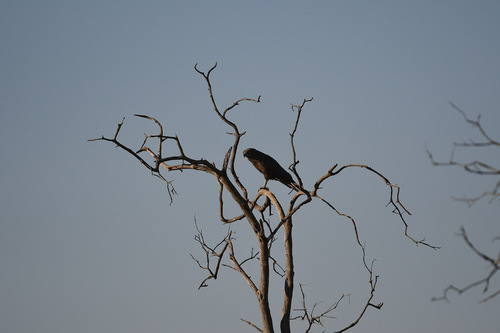 iNaturalist image