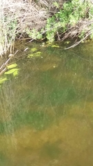 Pelophylax bedriagae