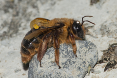 Xylocopa tranquebarica