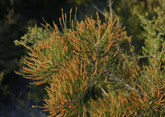 Allocasuarina paradoxa