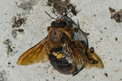 Xylocopa tranquebarica
