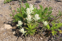 Castilleja pallida