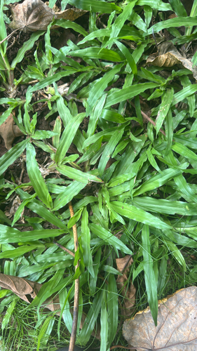 Axonopus compressus observed 2026-10-03