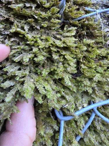 Exsertotheca crispa observed 2026-10-12