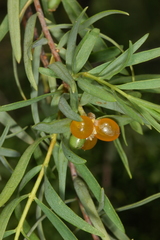 Pimelea microcephala