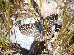 Euphydryas editha luestherae