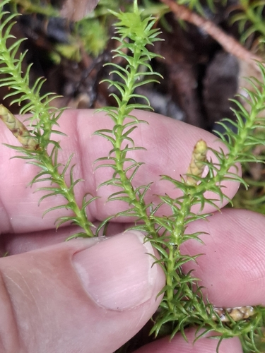 Lateristachys lateralis observed 2026-10-11