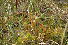 Drosera × obovata