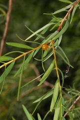Pimelea microcephala