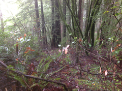 Notholithocarpus densiflorus densiflorus