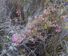 Erica corifolia bracteata