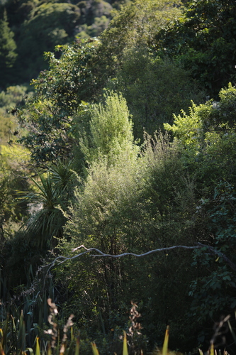 Hoheria angustifolia observed 2026-10-11