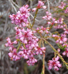 Erica corifolia bracteata