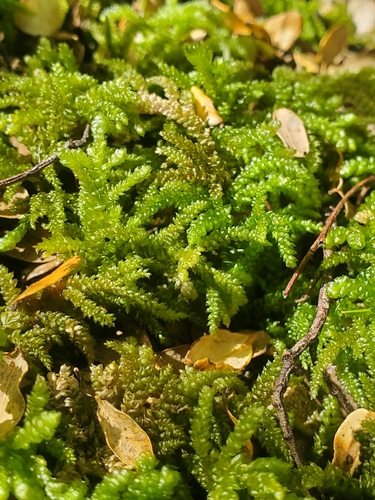 Camptochaete arbuscula observed 2026-10-12
