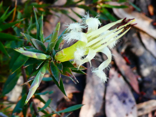 Styphelia adscendens observed 2026-10-04