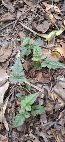 Cephalaralia cephalobotrys observed 2026-10-12
